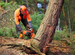 How Our Tree Care Process Works  in Bethel Park, PA